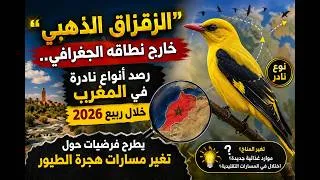 Miniature : “الزقزاق الذهبي” خارج نطاقه الجغرافي  رصد أنواع نادرة في المغرب خلال ربيع 2026 يطرح فرضيات حول تغير