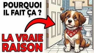Miniature : Pourquoi votre chien vous suit aux toilettes (La vraie raison)