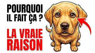 Miniature : Pourquoi votre chien vous fixe pendant que vous mangez (ce n'est pas ce que vous croyez)