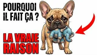 Miniature : Pourquoi votre chien vous apporte des jouets - le message caché