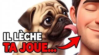 Miniature : Pourquoi les chiens lèchent votre visage - la vérité va vous surprendre