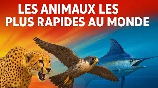 Miniature : Top 25 animaux les plus rapides au monde | Classement incroyable !