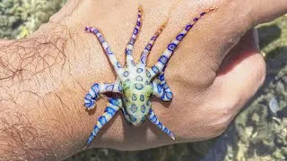 Miniature : TOP 15: Les Animaux Les Plus Dangereux Du Monde