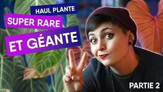 Miniature : HAUL DE PLANTE RARE ET GÉANTE !😱🤩 Partie 2