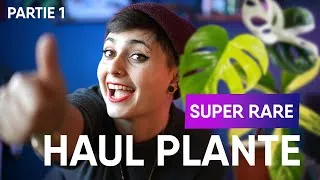 Miniature : HAUL PLANTE SUPER RARE !!