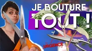 Miniature : JE BOUTURE EN URGENCE ! 😱🥵 (+50 boutures ou tronçons)