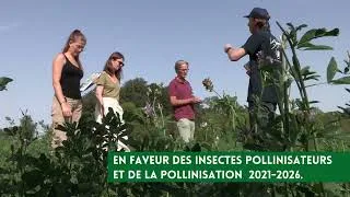 Miniature : Luzerne de biodiversité - Renforcer les ressources alimentaires des pollinisateurs