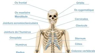 Miniature : Savoir les os du corps humain en 10 minutes