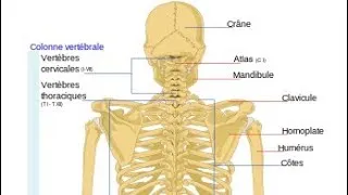 Miniature : Savoir les os du corps humain en 12 minutes