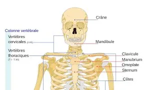 Miniature : Savoir les os du corps humain en 10 minutes...