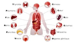 Miniature : Les principaux organes du corps humain et leurs rôles