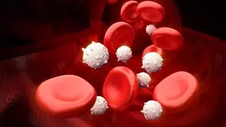 Miniature : Tout savoir sur les globules blancs et rouges_leurs rôles dans le sang...