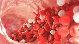 Miniature : Les globules rouges et les globules blancs (tout savoir sur les globules)_MA SANTÉ, MA PRIORITÉ