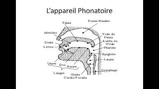 Miniature : La phonétique 1 (sans musique) L'appareil phonatoire