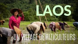Miniature : ON DÉCOUVRE LA RIZICULTURE DANS LE NORD DU LAOS #5