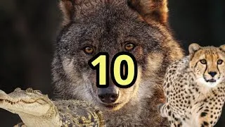 Miniature : 10 techniques de prédation du règne animal 🐺🐆🦈