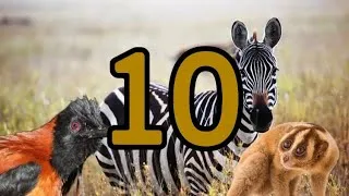 Miniature : 10 mécanismes de défense uniques du règne animal 🦓🛡️🔎