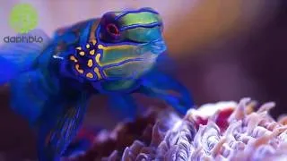 Miniature : daphbio est le moteur biologique de votre aquarium !
