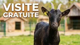 Miniature : 👉 Cette ferme pédagogique pour ENFANTS est 100% GRATUITE !