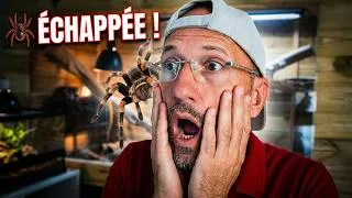 Miniature : 🚨 DRAMA ! Mon araignée s'est échappée dans la maison ! 😱🕷️