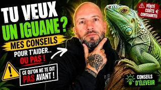 Miniature : POURQUOI LES IGUANES ne sont pas faits pour tout le monde