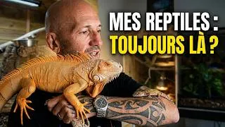 Miniature : RETILES TOUR - Je possède encore des reptiles ?