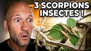 Miniature : J'unboxe 3 nouveaux phasmes scorpions !