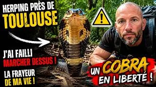 Miniature : HERPING près de Toulouse pour trouver le Cobra en liberté !
