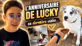 Miniature : Aujourd’hui, 28 août 2026, Lucky aurait eu 14 ans. ❤️