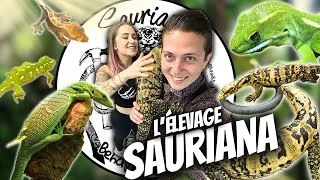Miniature : LES ANIMAUX DE LAURINE (Sauriana Behavior and More) [Divers - Ep 25]