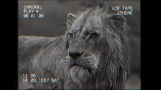 Miniature : Strange events a the Pridelands - a Lion King Analog Horror