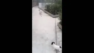 Miniature : Premiers instants Rusty et Kate.mp4