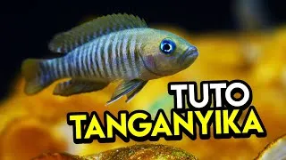 Miniature : Tuto AQUARIUM TANGANYIKA pour débutants ! Neolamprologus Multifasciatus