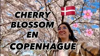 Miniature : Primavera en Copenhague 🇩🇰 Los mejores lugares para ver cerezos en flor 🌸