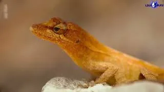 Miniature : Le Honduras entre foret tropicale et plages