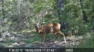 Miniature : Moment de douceur dans une nature brut ! Chevrette avec son faon ⛰️🦌🌿