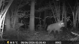 Miniature : Passage des trois 🐺🐺🐺 de la meute noir. 