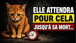 Miniature : 15 Choses Que Votre Chat Attend de Vous Depuis Toute Sa Vie