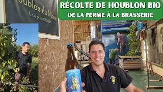 Miniature : Récolte du Houblon BIO + Bière de Récolte 🌱🍺