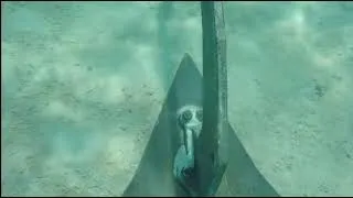 Miniature : mouillage d’un bateau à ancre charrue (vision sous-marine)