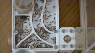 Miniature : Fourmis.Shop transforme l’élevage de fourmis en outil pédagogique pour les classes