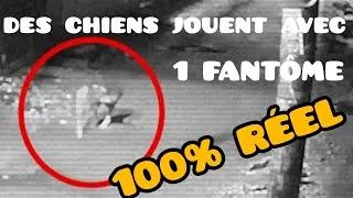 Miniature : fantôme jouant avec des chiens filmés par une caméra fantôme 2022 #paranormal #paranormalactivity