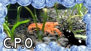 Miniature : Ecrevisse d'aquarium (CPO) grainée