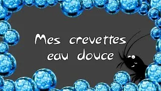 Miniature : Mes crevettes d'aquarium d'eau douce