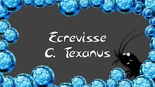 Miniature : Ecrevisse aquarium eau douce "Texanus"