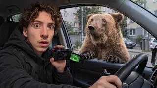Miniature : Enquête sur les Ours en Ville