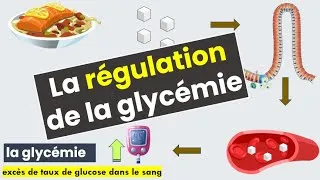 Miniature : La Régulation de la glycémie