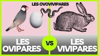 Miniature : Les ovipares, les vivipares et les ovovivipares : explication.
