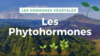 Miniature : Les Phytohormones  ou Hormones Végétales