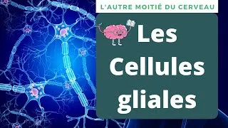 Miniature : Les Cellules Gliales : Définition et Explications